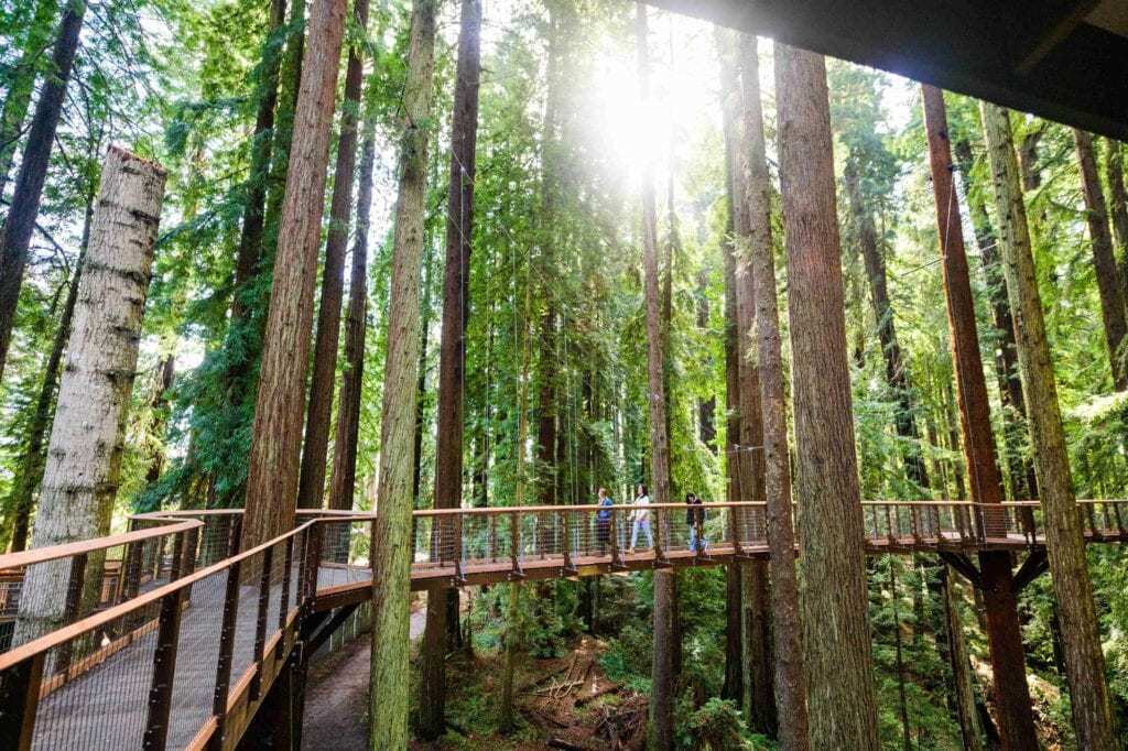New skywalk enables visitors to marvel at California’s famous giant redwood trees from 100ft elevation.