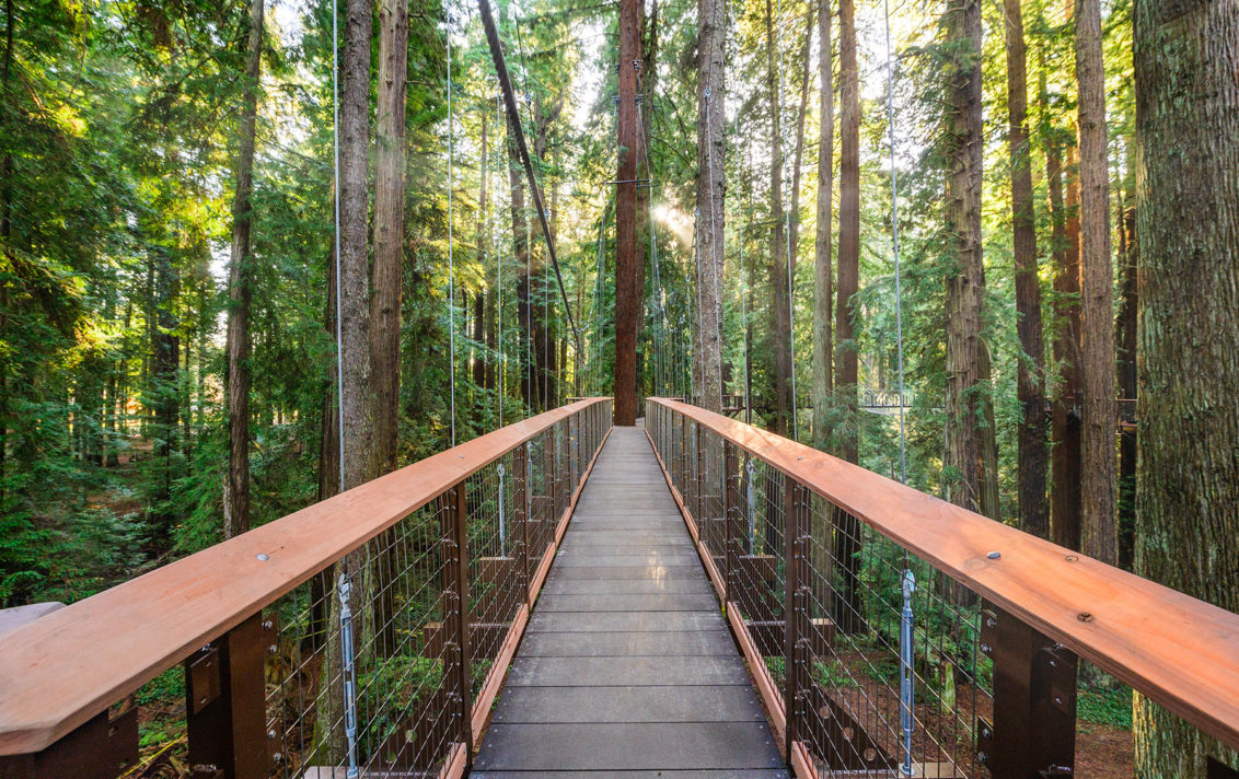 Experience California's Redwood Trees on a Whole New Level — 100 Feet Off the Ground