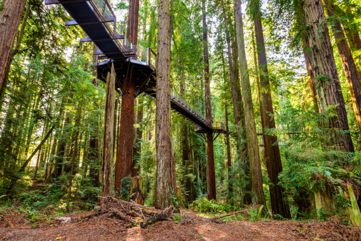 Walk Among the Treetops on the New Redwood Sky Walk.