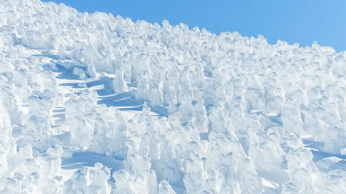 They go by a number of names—“snow monsters,” “ice monsters,” “shrimp tails,” but the unusual natural phenomenon known as juhyo which occurs on top of Mount Zao every winter is a strange sight to behold.