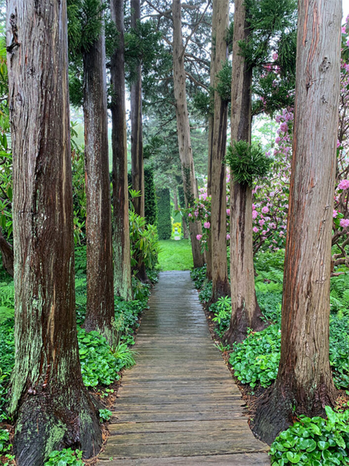 An aisle of trees in Sakonnet Garden