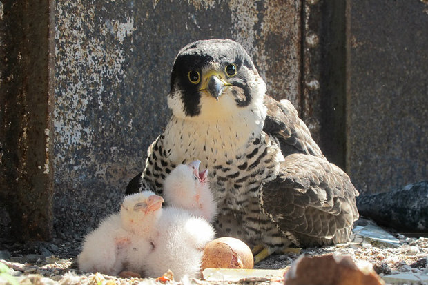 Peregrine falcons call Lake Michigan's water cribs home