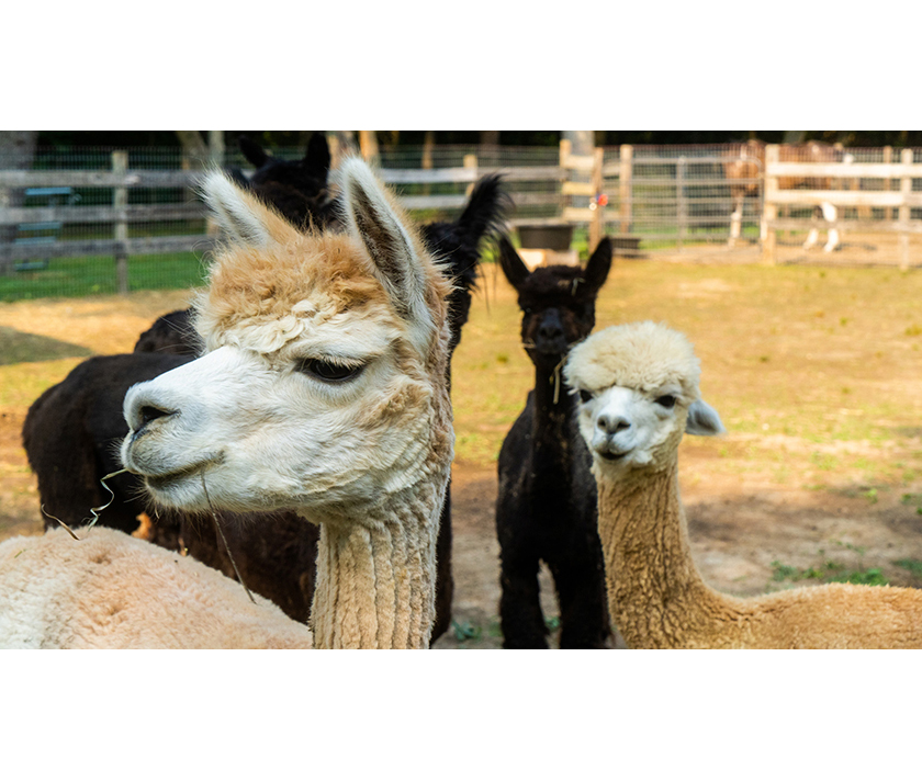 Alpaca's being raised at Brian Erden's farm